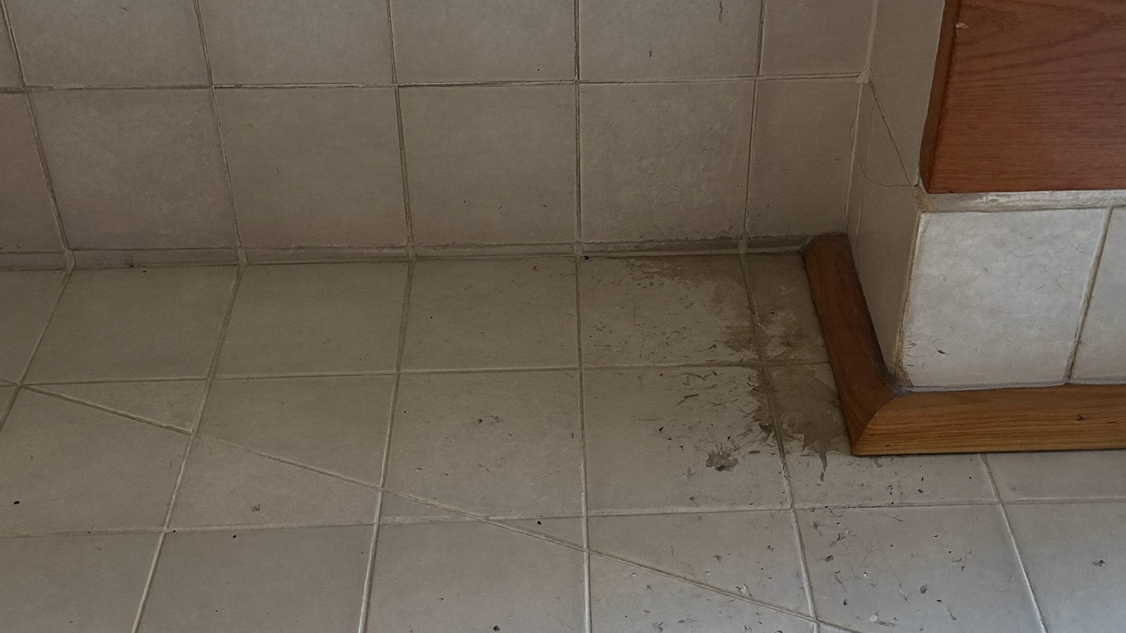 Rincón de suelo de baño donde el alicatado se une al rodapié, el microhábitat húmedo que atrae a estos insectos